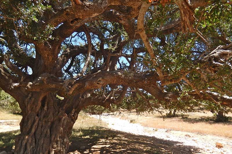 Argan-tree.jpg