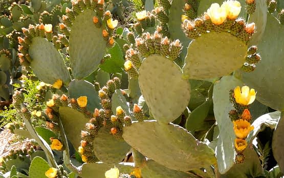 Home-Slide-Prickly-Pear_2.jpg