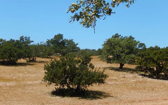 Home-Slide-argan-trees.jpg