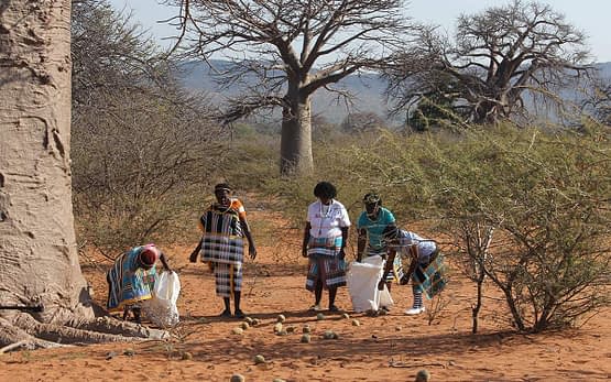 Home-Slide-collecting-baobab.jpg