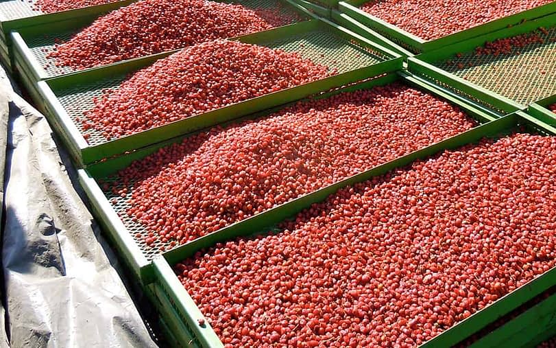 Home-Slide-drying-rosehips.jpg