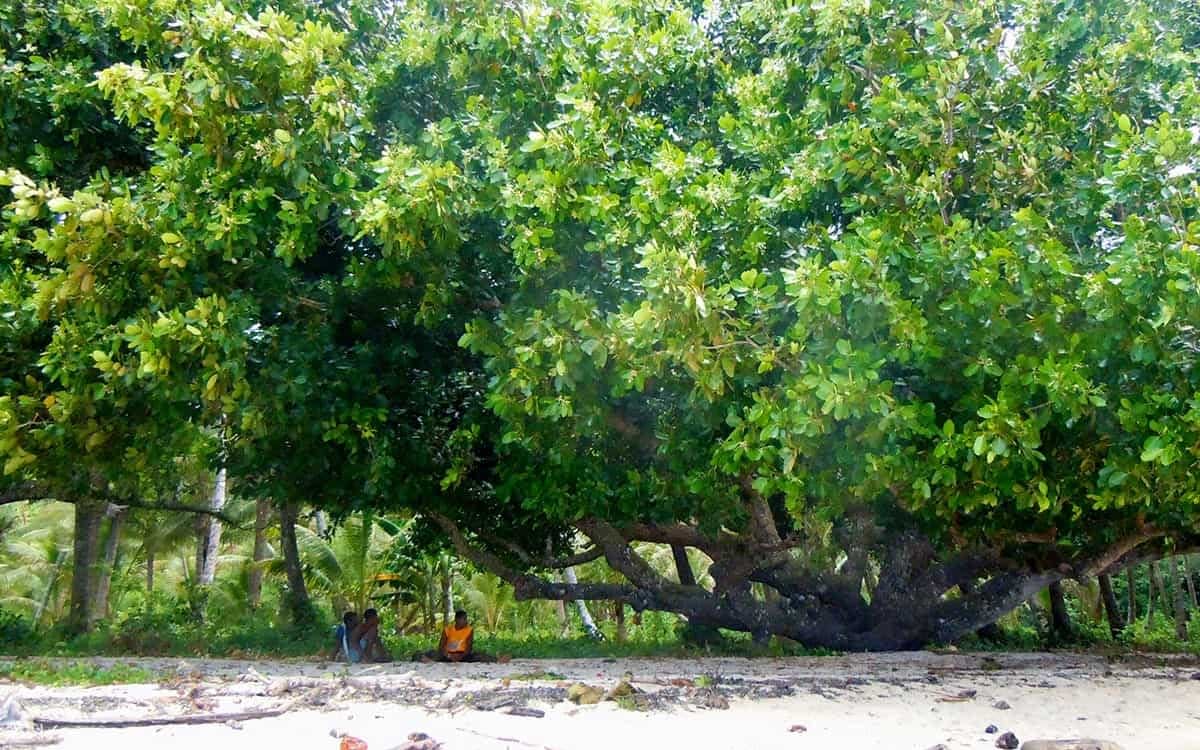 Home-Slide-tamanu-tree.jpg