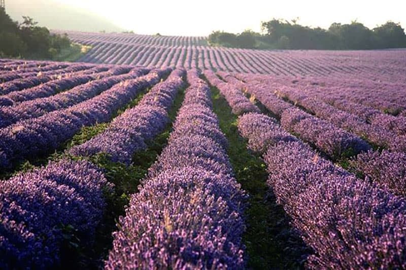 Lavender-bushes-in-field2.jpg
