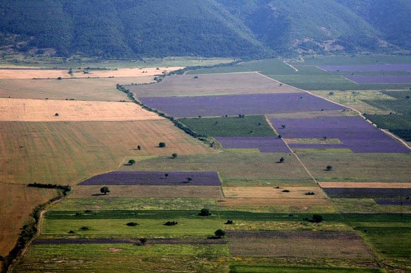 Lavender-fields.jpg