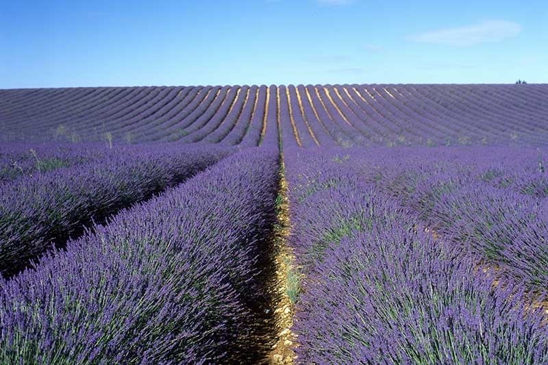 Lavender-perspective.jpg