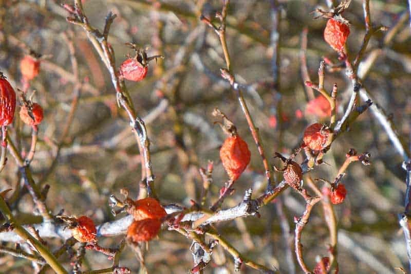 Rosehips-closeup.jpg