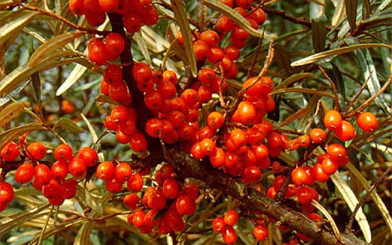 Sea-Buckthorn-berries-growing.jpg