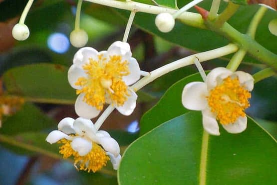 Tamanu-flowers-closeup.jpg