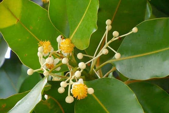 Tamanu-flowers.jpg