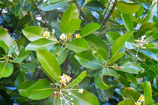 Tamanu-leaves.jpg