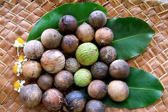 Tamanu-nuts-on-leaves.jpg