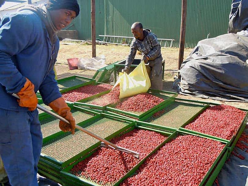 Workers-harveting-Rose-Hip-Lesotho.jpg