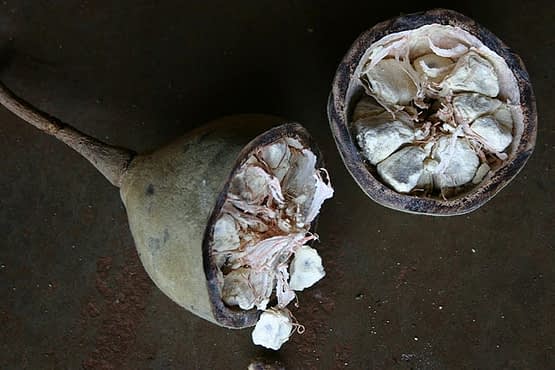 baobab-cut-fruit.jpg