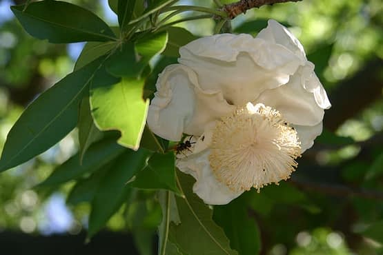 baobab-flower.jpg