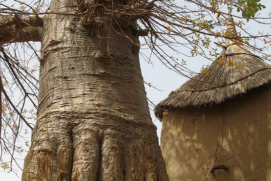 baobab-tree-and-hut.jpg
