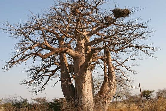 baobab-tree-with-nest.jpg