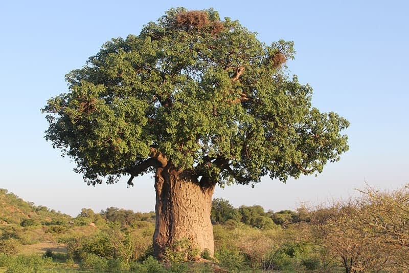 baobab-tree.jpg