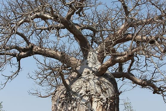 baobab-without-leaves.jpg