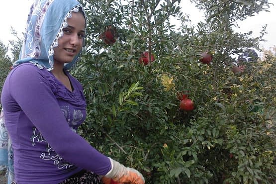 collecting-pomegranates-3.jpg