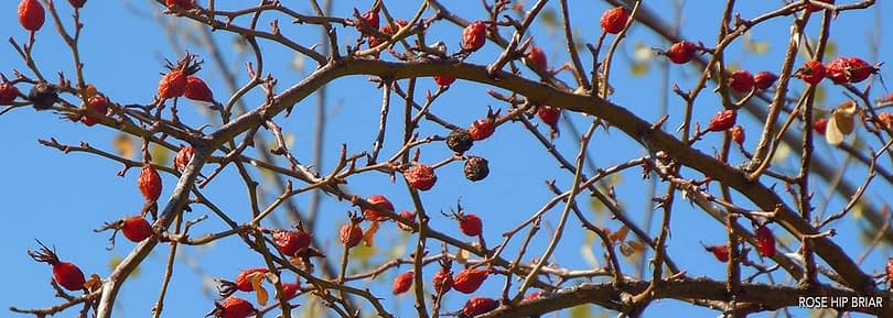 home-slider-rosehip.jpg