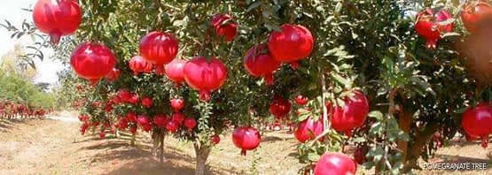 main-pomegranate-tree.jpg