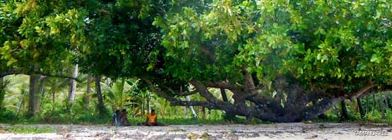 main-tamanu-tree.jpg