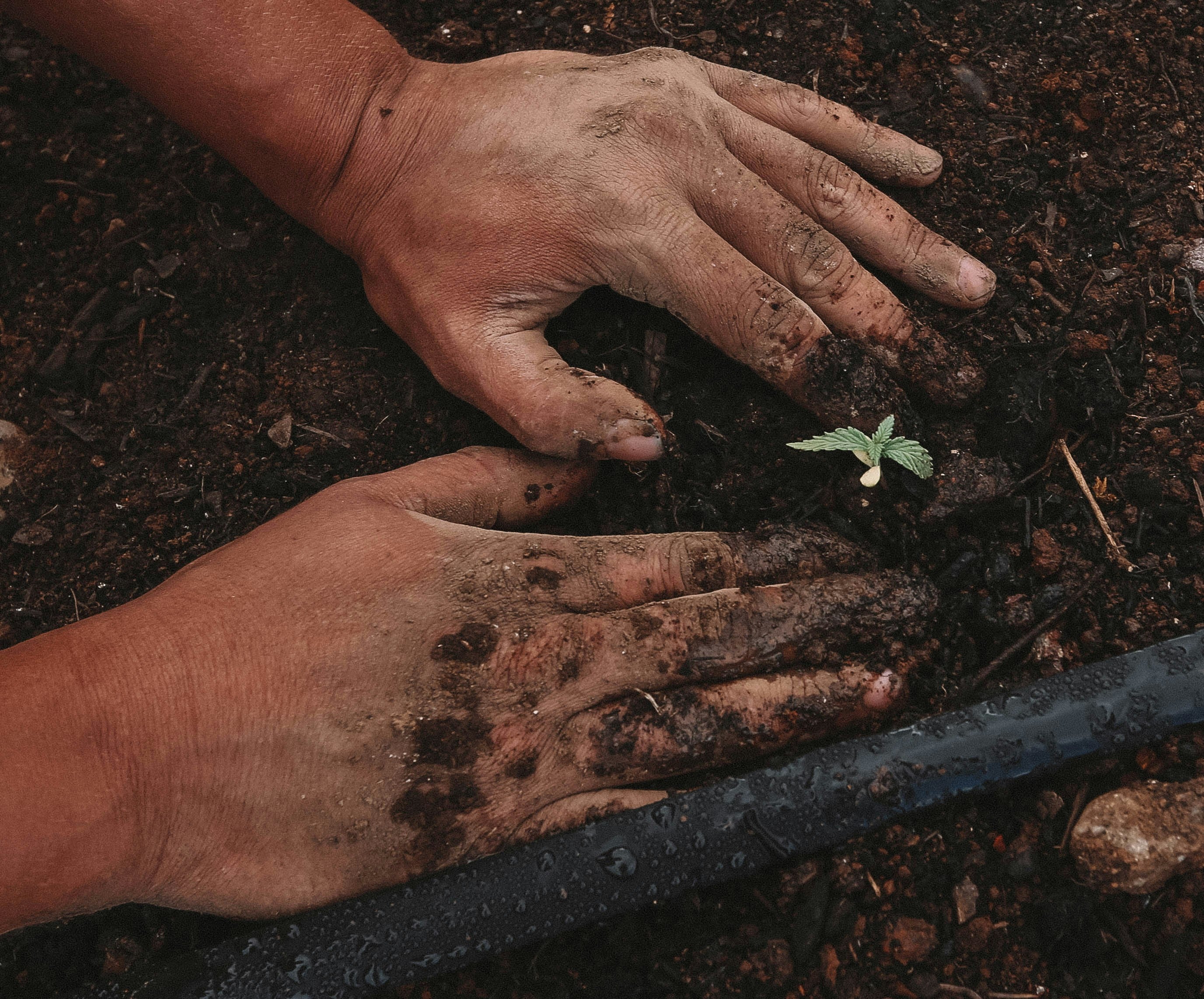 planting.jpg