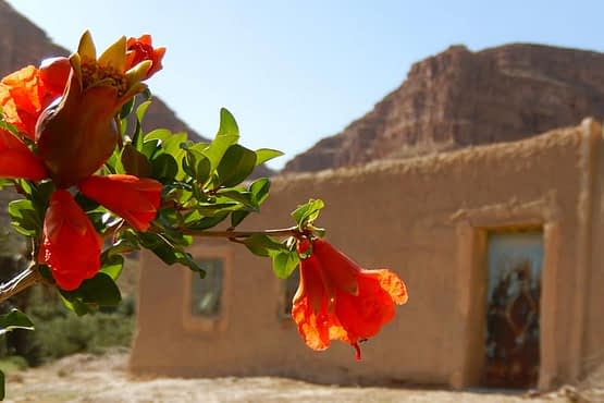pomegranate-flower-1.jpg