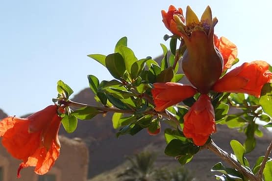 pomegranate-flower.jpg