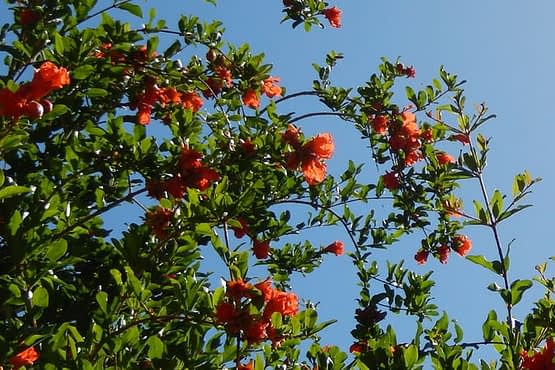 pomegranate-tree-with-flowers.jpg