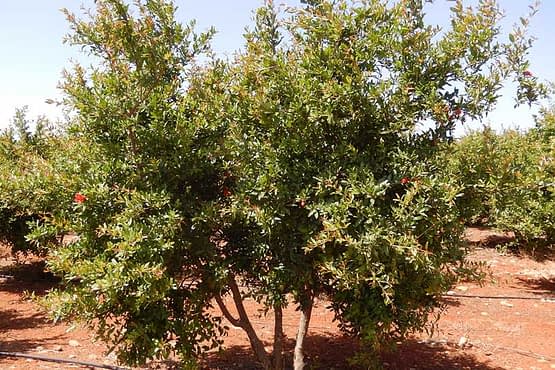 pomegranate-tree.jpg