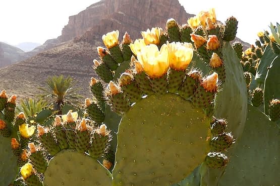 prickly-pear-5.jpg