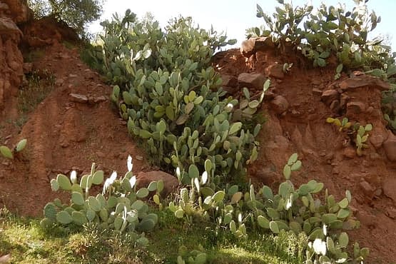 prickly-pear-wild.jpg