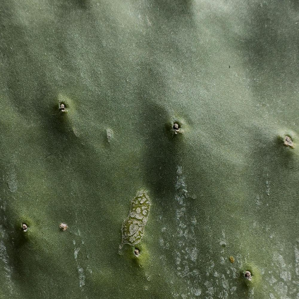 prickly-pear.jpg