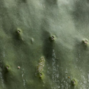Organic Prickly Pear Oil Mini 10ml