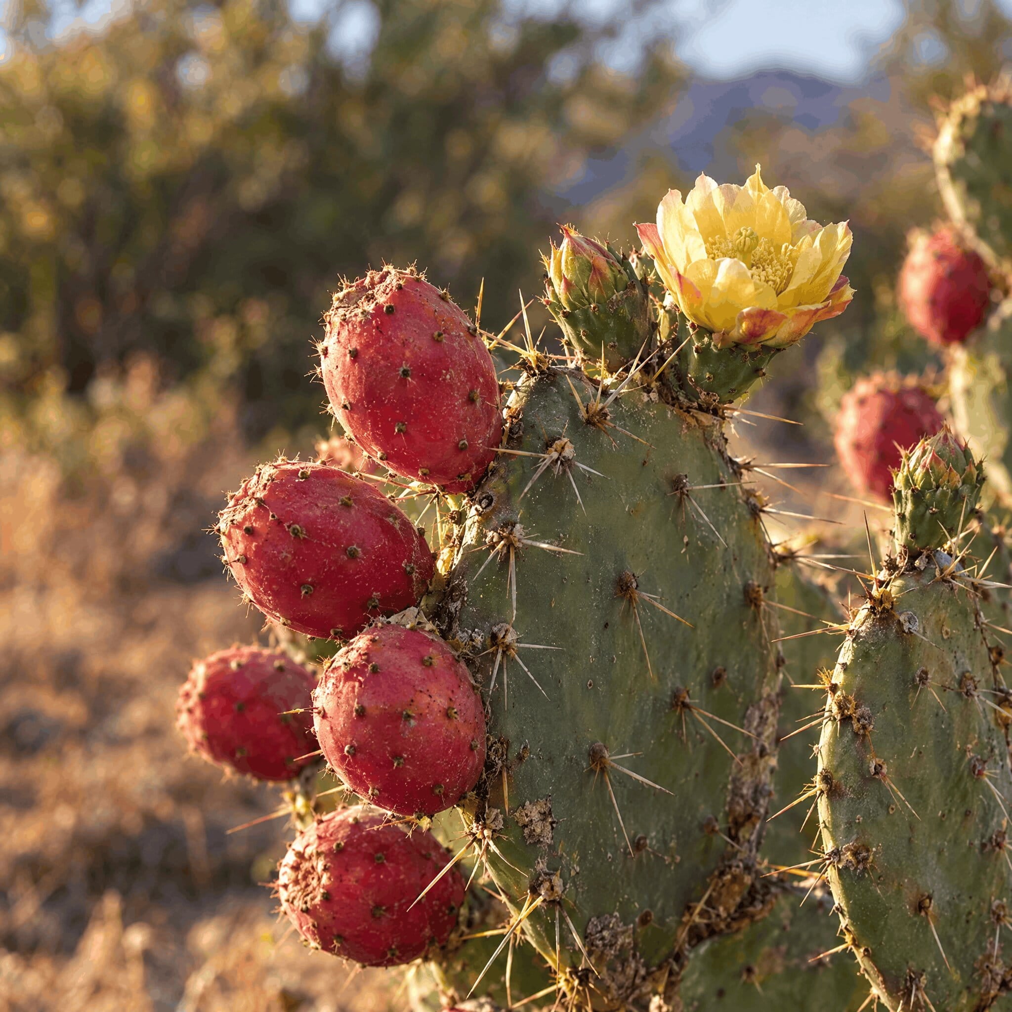 prickly_plant.jpg