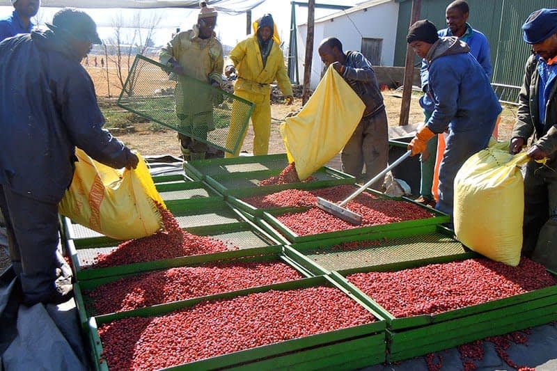 raking-rosehip.jpg