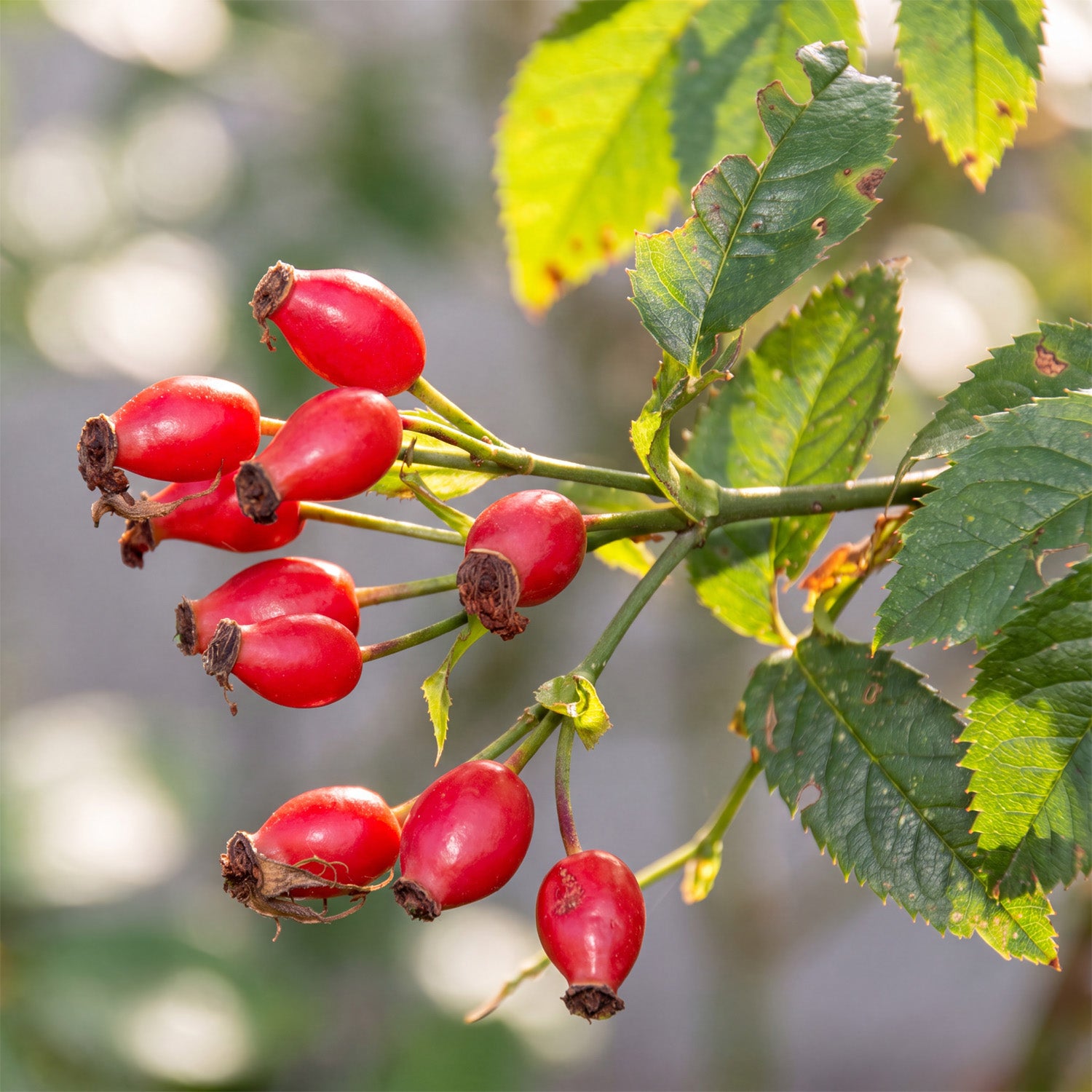 rosehip.jpg