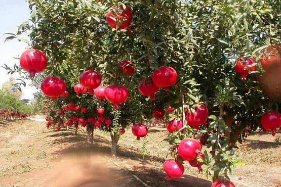 row-of-pomegranates.jpg