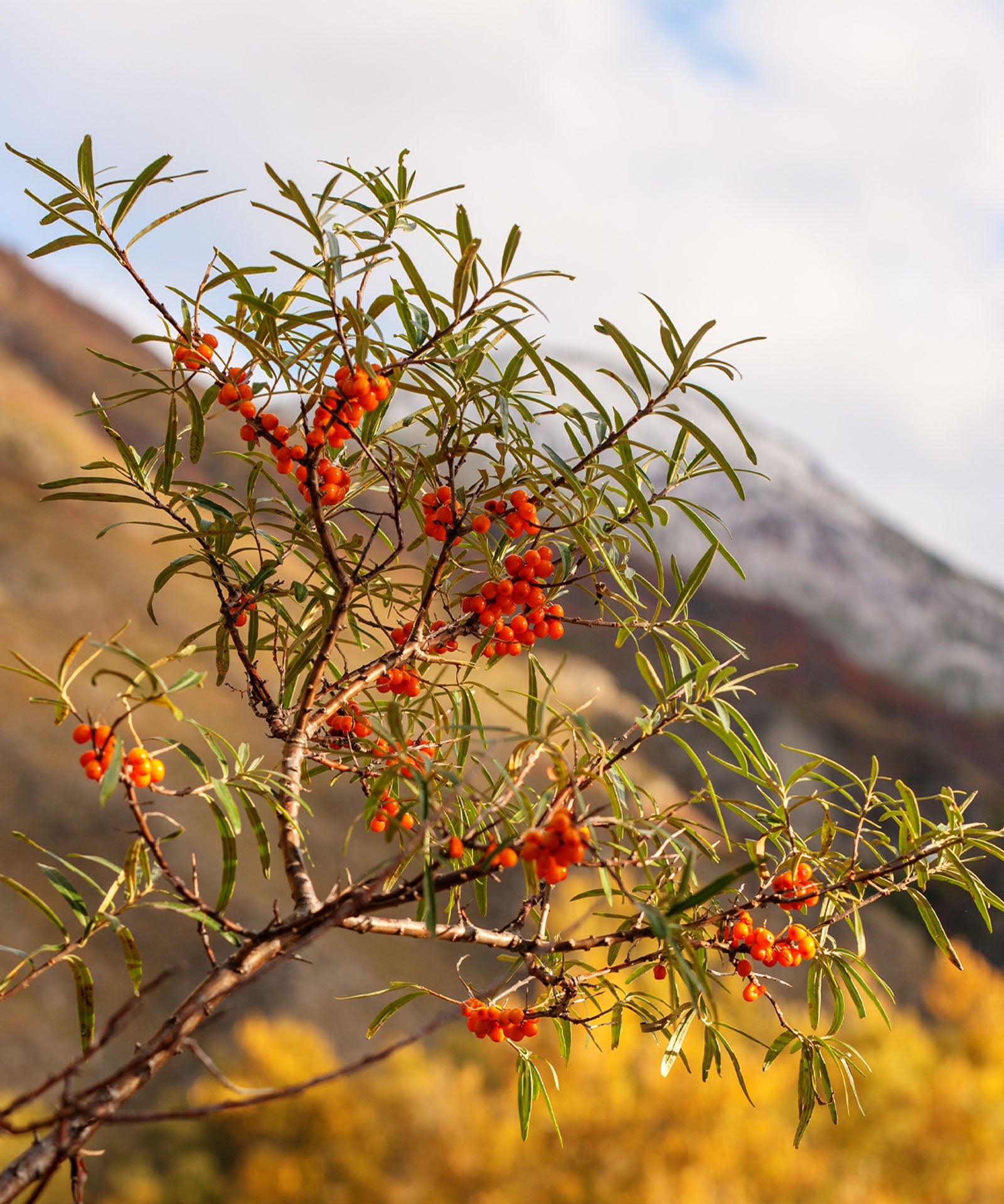 sea_buckthorn-portrait.jpg