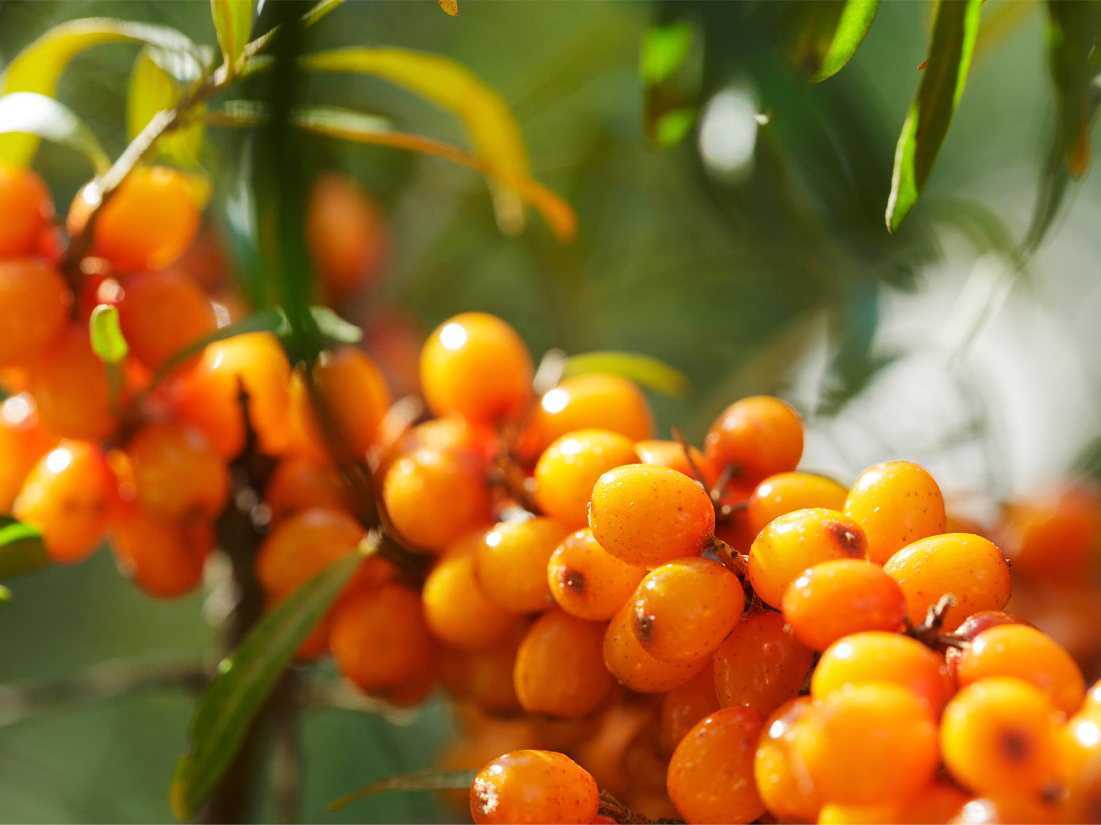 sea_buckthorn_new.jpg
