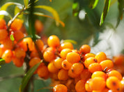 Organic Tibetan Sea Buckthorn Face Oil