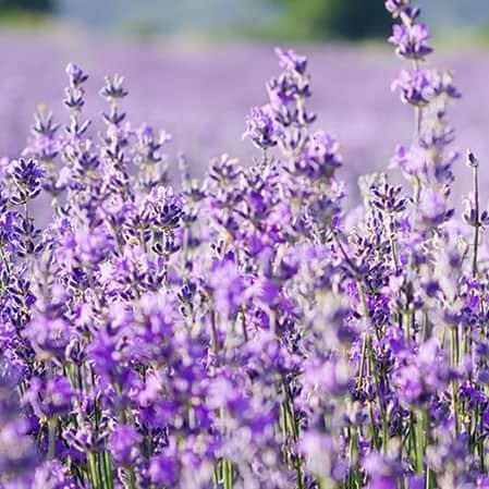 sq-Lavender.jpg