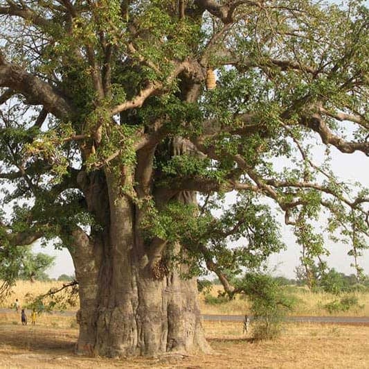 sq-baobab-tree.jpg