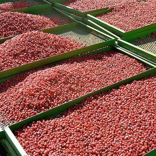 sq-rosehips-drying.jpg