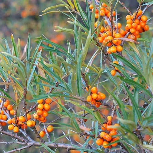 square-sea-buckthorn-bush.jpg