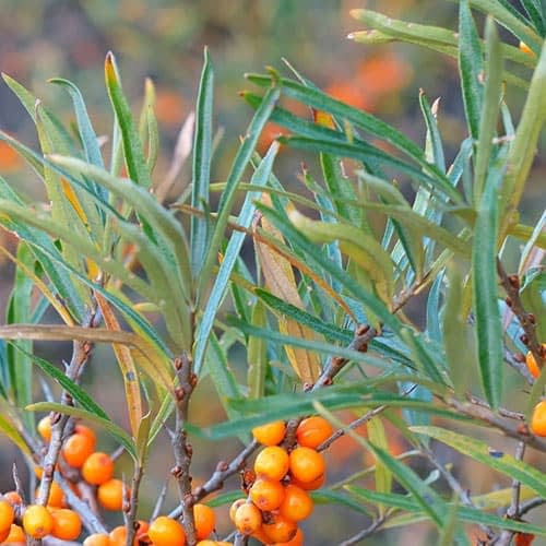square-sea-buckthorn-leaves.jpg