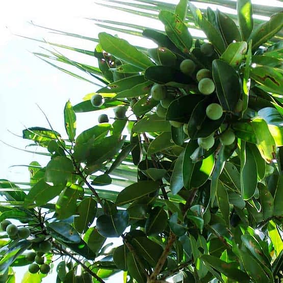 tamanu-tree.jpg