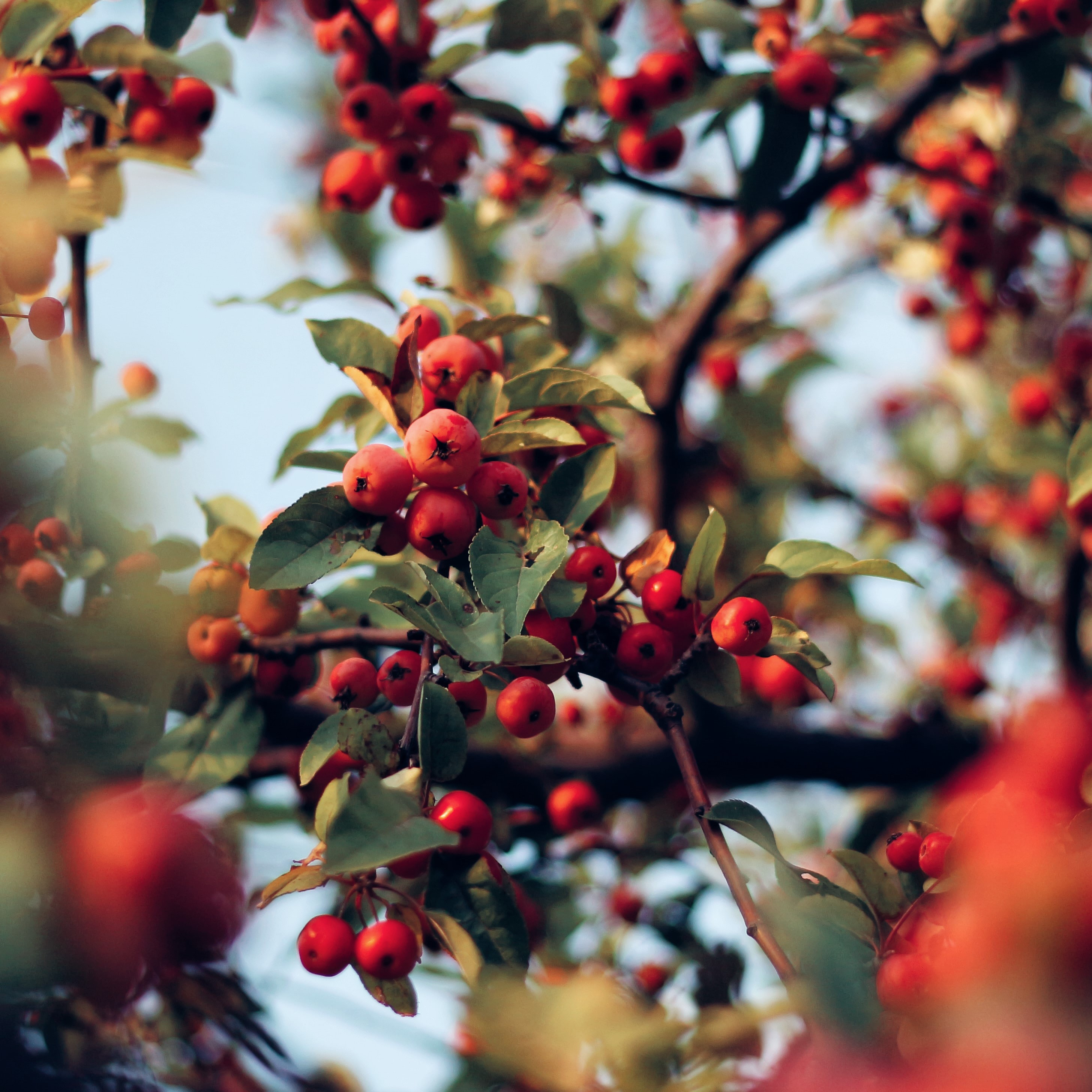 Organic Rosehip Oil | latierraorganics | Australia