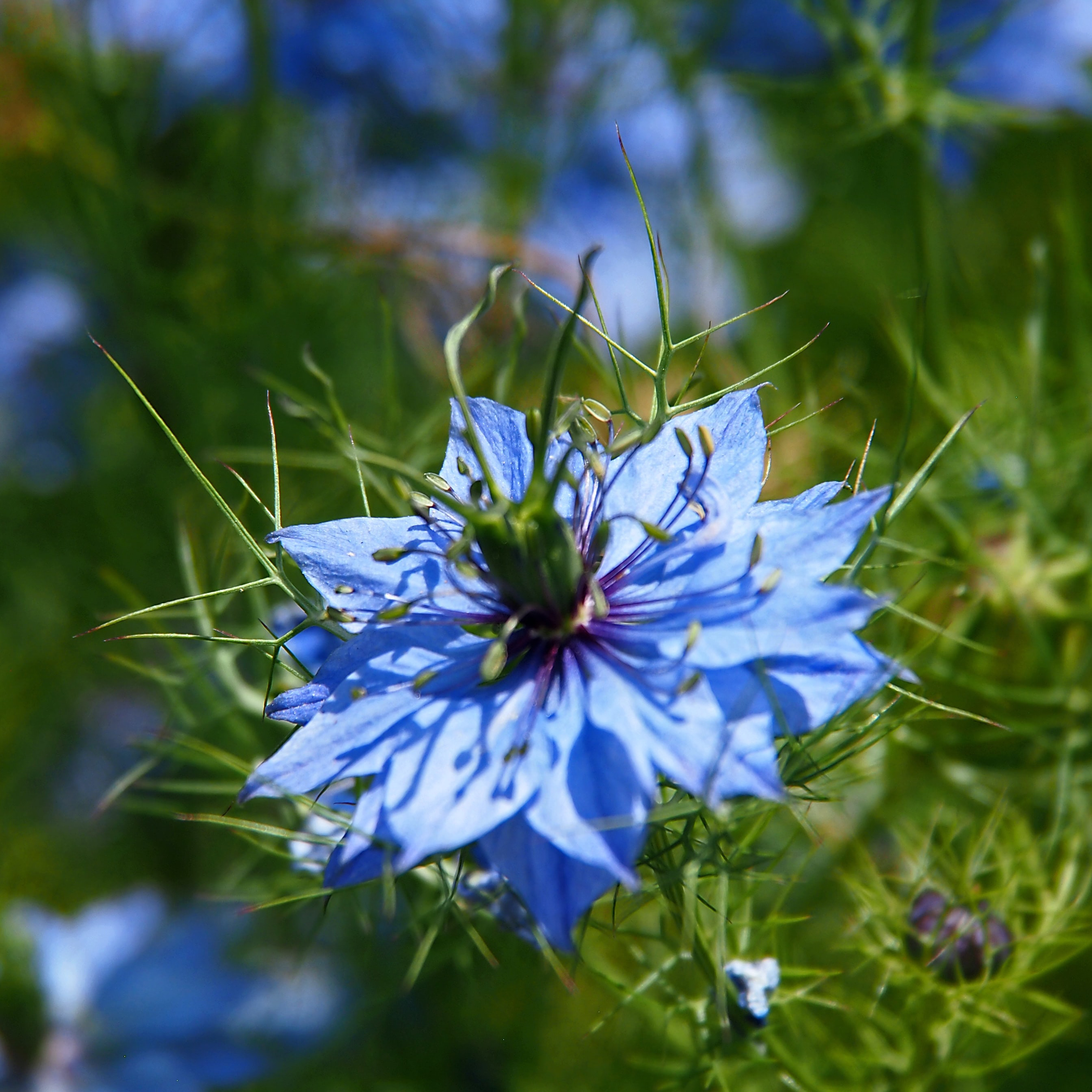 Organic Black Seed Oil | latierraorganics | Australia
